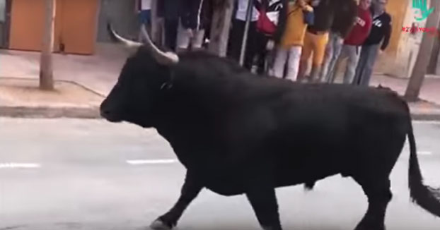 Toro agoniza durante un encierro en las fiestas de Villarreal