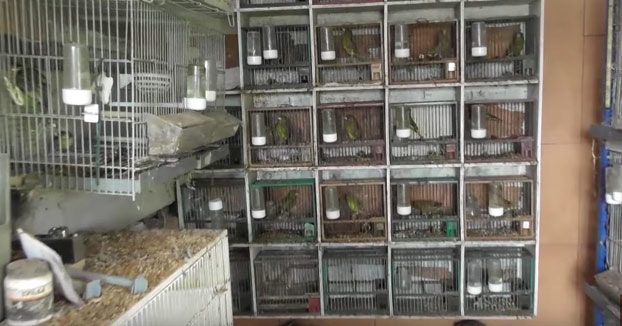 Un youtuber compra una finca a un cazador con 74 pájaros para liberarlos [Vídeo]