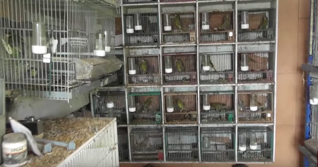 Un youtuber compra una finca a un cazador con 74 pájaros para liberarlos [Vídeo]