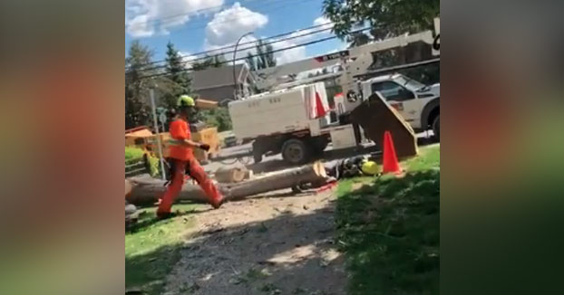 Le cae un árbol en la cabeza justo cuando su compañero lo acababa de talar