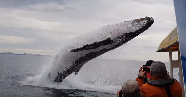 Estaban en una excursión de avistamiento de ballenas y lo que menos se imaginaban es que una saltase justo delante de ellos