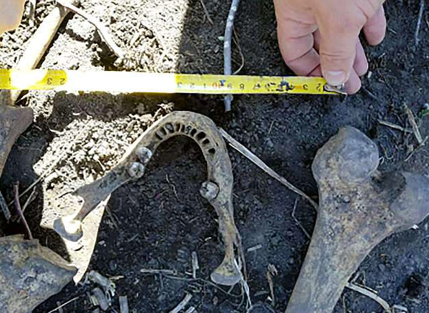 Encuentra en su jardín el cráneo del primer marido de su esposa