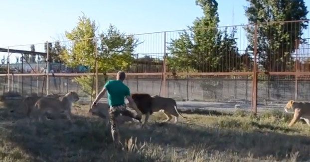 El director de un zoo ruso dispersa a un grupo de leones armado con una chancla