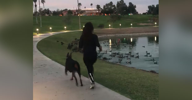 Este doberman se emociona cuando ve a los patos