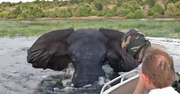 Este elefante está cansado de tanta foto