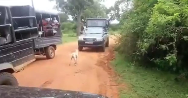 Leopardo ataca a un perro al lado de unos turistas