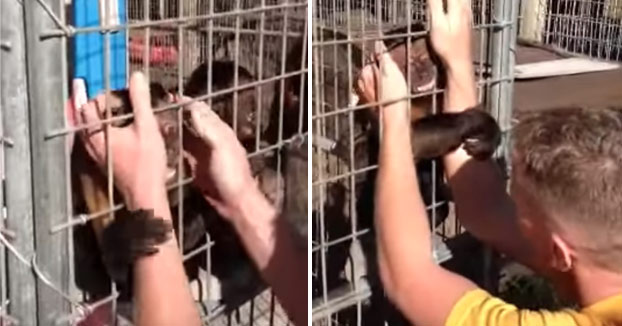 Un mono capuchino se reencuentra con su humano después de un año sin verle