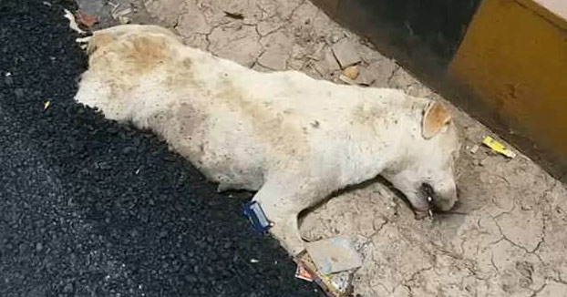 Unos obreros vierten asfalto sobre un perro que dormía