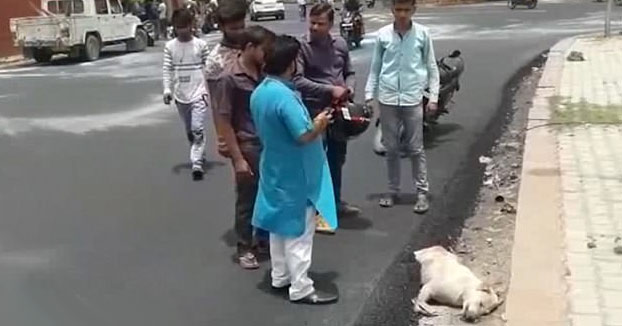 Unos obreros vierten asfalto sobre un perro que dormía