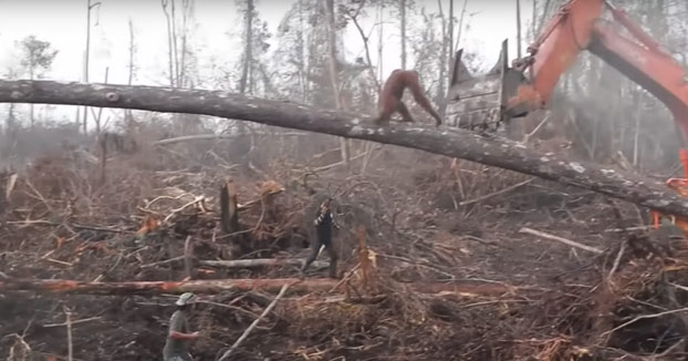Un orangután ataca a una excavadora ilegal que amenaza su hábitat en Borneo