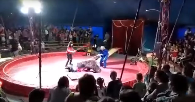 Un oso ataca a uno de los empleados de un circo en Rusia