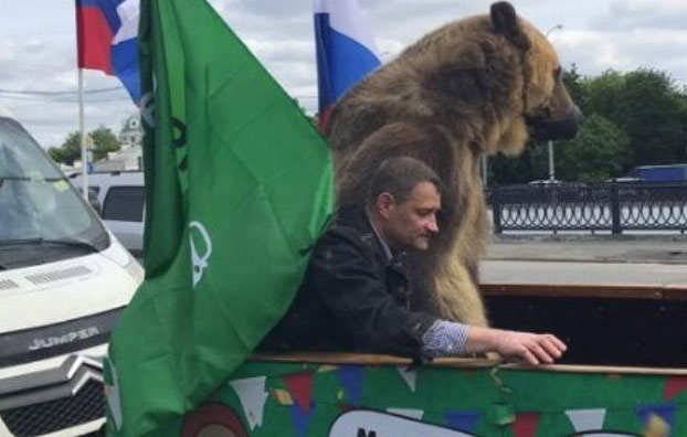 Lamentable espectáculo: Un oso obligado a tocar una vuvuzela encima de un coche por el centro de Moscú