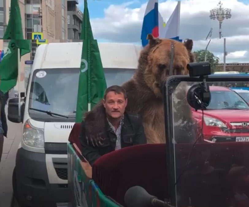 Lamentable espectáculo: Un oso obligado a tocar una vuvuzela encima de un coche por el centro de Moscú