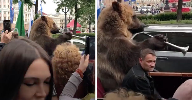 Lamentable espectáculo: Un oso obligado a tocar una vuvuzela encima de un coche por el centro de Moscú