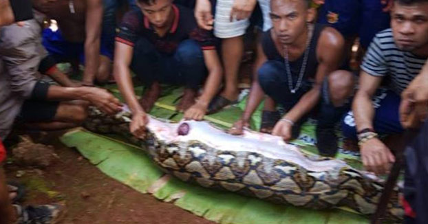 Una pitón de 8 metros engulle a una mujer en un pueblo de Indonesia