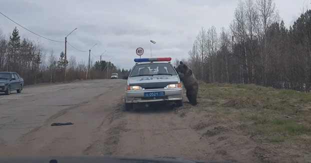 Dos policías estaban almorzando en el coche y a un oso le vino el olor a comida