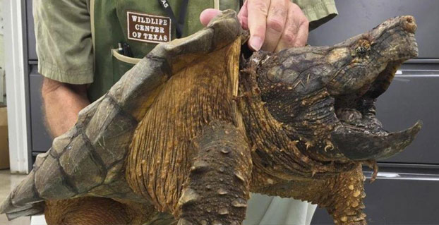 Un profesor de ciencias acusado de crueldad animal al utilizar un cachorro enfermo para alimentar a una tortuga