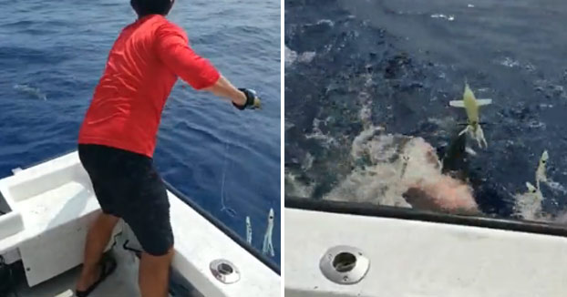 Un tiburón se come medio atún recién pescado justo cuando lo iban a subir al barco