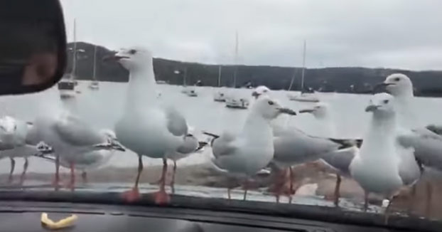 Troleando a las gaviotas desde el interior del coche