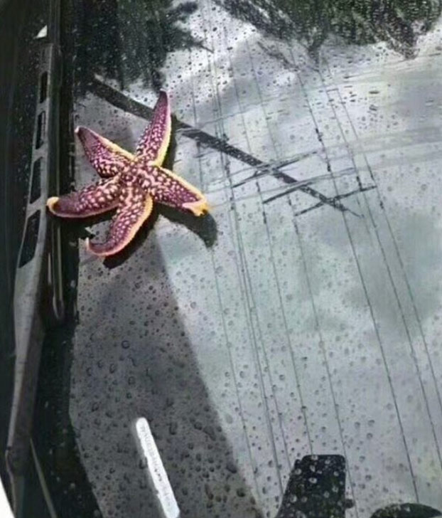 Registran una tormenta de pulpos, langostas y estrellas de mar en la ciudad china de Qingdao