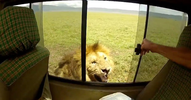 El turista mas idiota de todos los tiempos: Acaricia a un león en pleno safari [Vídeo]