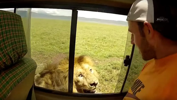 El turista mas idiota de todos los tiempos: Acaricia a un león en pleno safari [Vídeo]