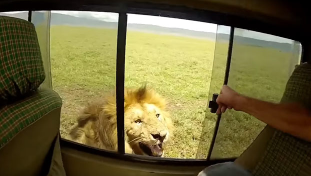 El turista mas idiota de todos los tiempos: Acaricia a un león en pleno safari [Vídeo]