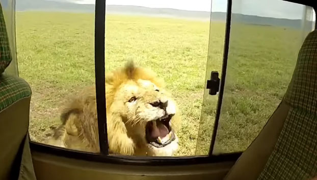 El turista mas idiota de todos los tiempos: Acaricia a un león en pleno safari [Vídeo]