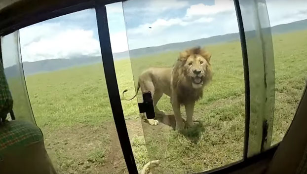 El turista mas idiota de todos los tiempos: Acaricia a un león en pleno safari [Vídeo]