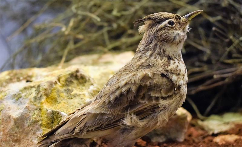 Paralizada una playa nudista por temor a que la actividad sexual asuste a las aves