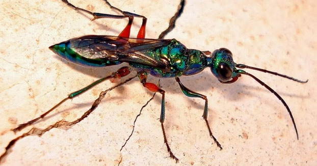 La avispa Esmeralda: Inocula veneno en las cucarachas y las larvas se alimentan de su cuerpo
