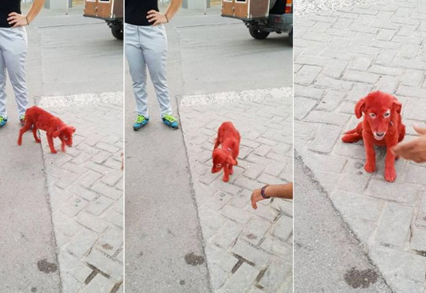 Una joven pide ayuda para el cachorro que encontró teñido de rojo