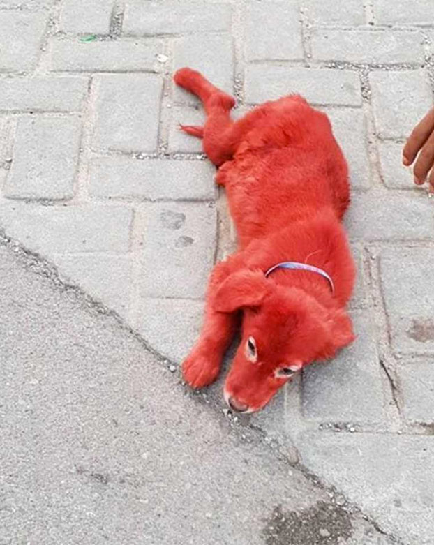Una joven pide ayuda para el cachorro que encontró teñido de rojo