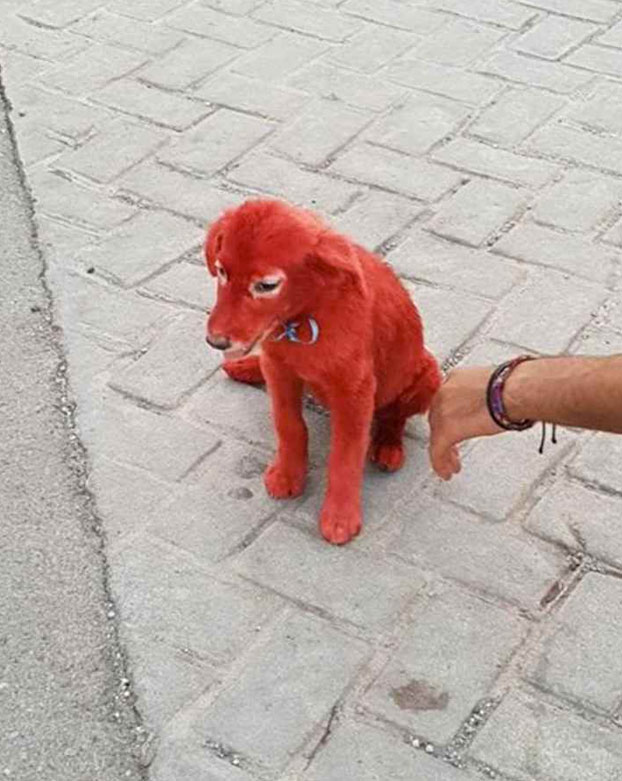 Una joven pide ayuda para el cachorro que encontró teñido de rojo