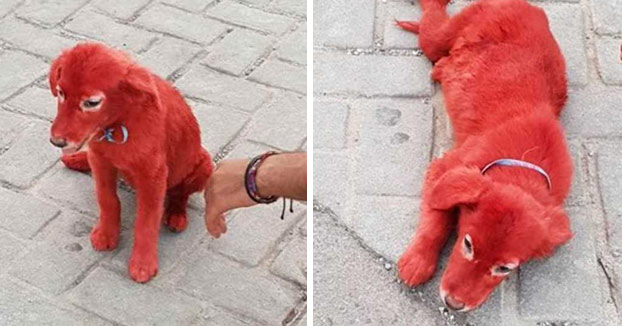 Una joven pide ayuda para el cachorro que encontró teñido de rojo