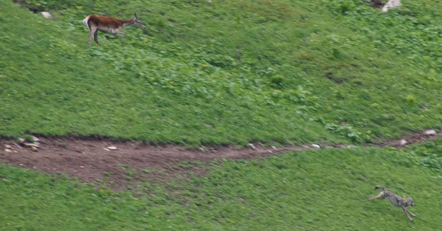Un lobo escapa del ataque de un ciervo