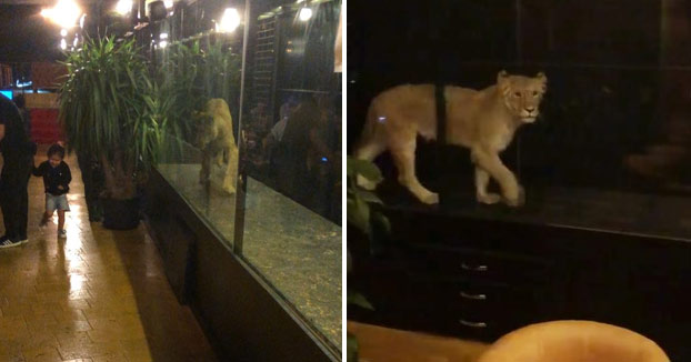 Piden el cierre de un restaurante por maltrato animal: exhiben a una leona en una diminuta jaula de cristal