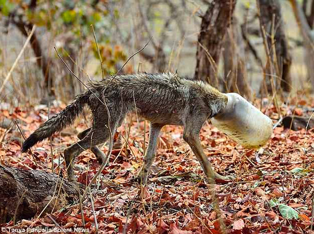 Rescatan a un lobo a punto de morir con la cabeza atrapada en un recipiente plástico