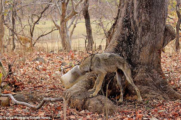 Rescatan a un lobo a punto de morir con la cabeza atrapada en un recipiente plástico