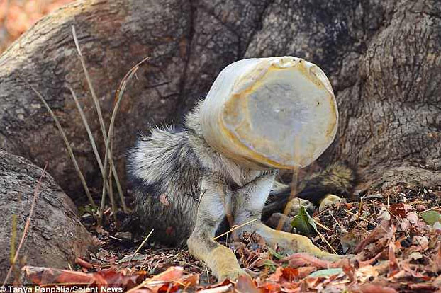 Rescatan a un lobo a punto de morir con la cabeza atrapada en un recipiente plástico