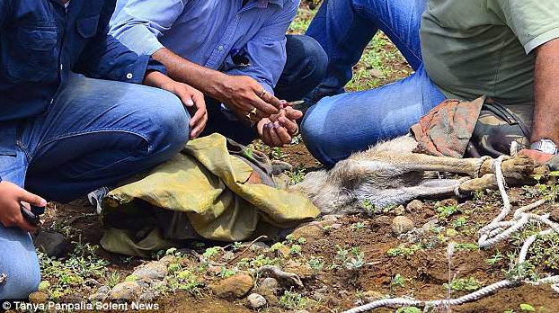 Rescatan a un lobo a punto de morir con la cabeza atrapada en un recipiente plástico