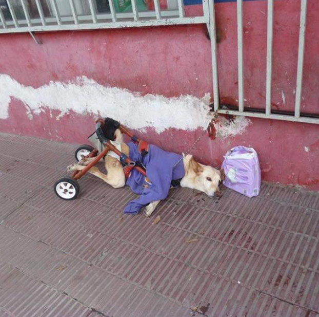 Lunita, una perrita discapacitada abandonada en una calle encadenada a una reja junto a una nota