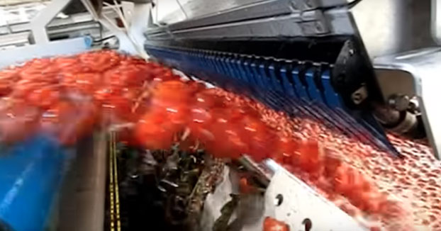 Máquina clasificadora de tomates: Sólo los que están realmente maduros pasan