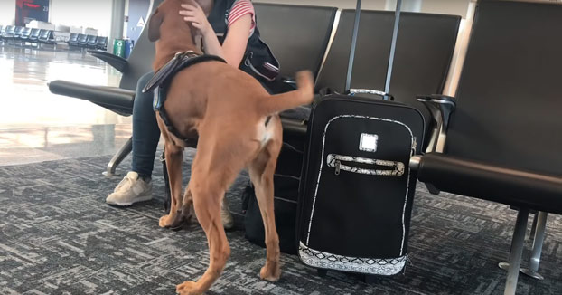 Un perro adiestrado para detectar los ataques de ansiedad de su dueña