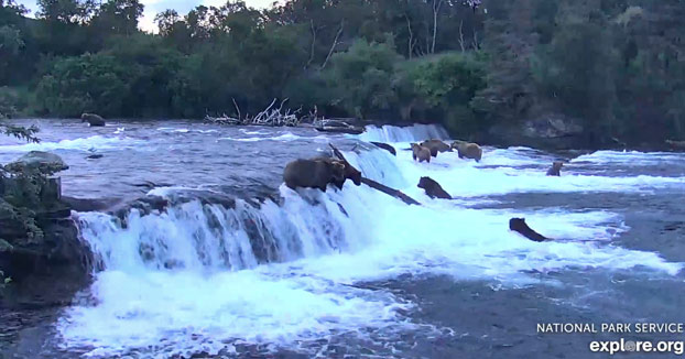 Cámara en directo: Osos pardos en las cascadas del río Brooks en el Parque Nacional Katmai, Alaska