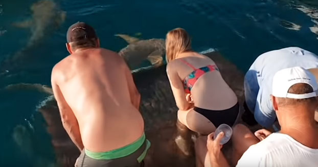 Un tiburón arrastra al agua a una mujer que le daba de comer con la mano