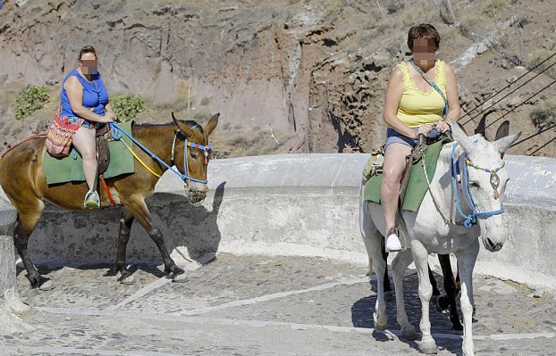 Los lugareños de Santorini están utilizando mulas en lugar de burros ya que el número de turistas con sobrepeso se ha triplicado