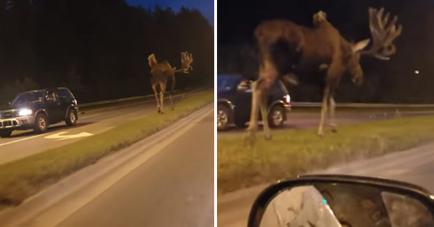 Mientras tanto, en Alaska... Un alce gigante se pasea por la carretera a medianoche