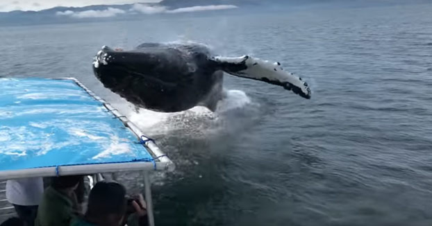 Turistas en un barco de avistamiento de ballenas cuando de repente una salta al lado de la embarcación