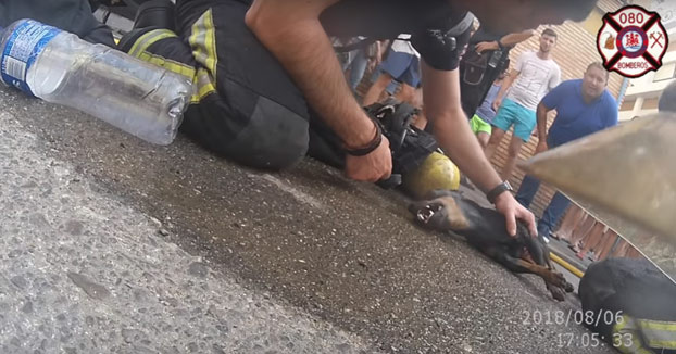 Los bomberos de Córdoba salvan la vida de un perro inconsciente durante un incendio en una casa